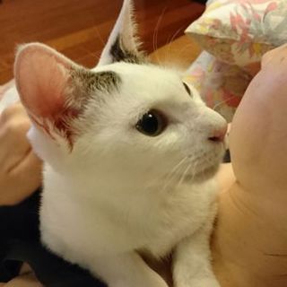 ひとりぼっちだった子猫のロンくん