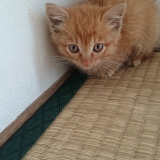 生後1ヶ月くらいの子猫です