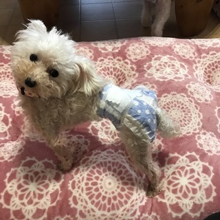 小さな小さなトイプーの女の仔　れあらちゃん