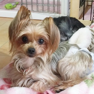 びびりなヨーキー*てぃふぁちゃん