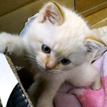 拾われた日のボクだにゃ～　おなかすいたにゃ～