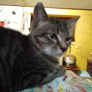 人馴れ抜群!!構ってほしい4か月男の子☆