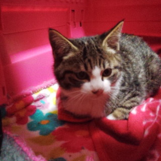 ぷくぷく生後2ヶ月男の子の里親募集☆