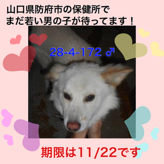 地元の愛護団体に引き取られました。