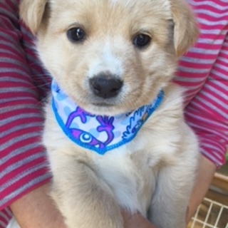 可愛い子です。家族にして下さい①