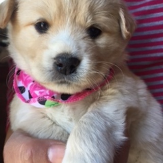 可愛い仔犬です。家族にして下さい②