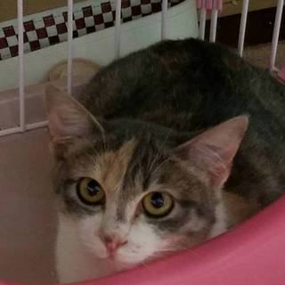 里親募集！ビビりの可愛い子です。