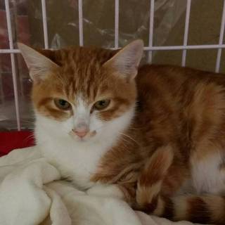 里親募集。とても可愛い子です！