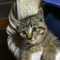トラ柄の赤ちゃん里親募集