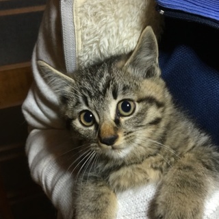 トラ柄の赤ちゃん里親募集