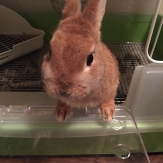 ネザーランドドワーフの女の子