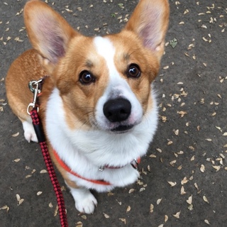 元気いっぱい！走り回るの大好き！ジェイ♂2〜4歳