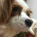 キャバリア　6歳　元気な男の子