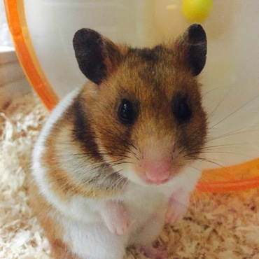 珍しく止まってくれた(*`･ω･´)