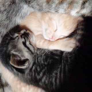 生後２ヶ月になるキジトラ男の子、茶トラ女の子です！