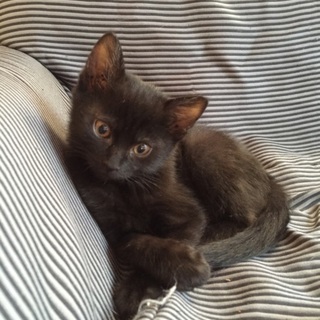 おませさんなクロネコちゃんです