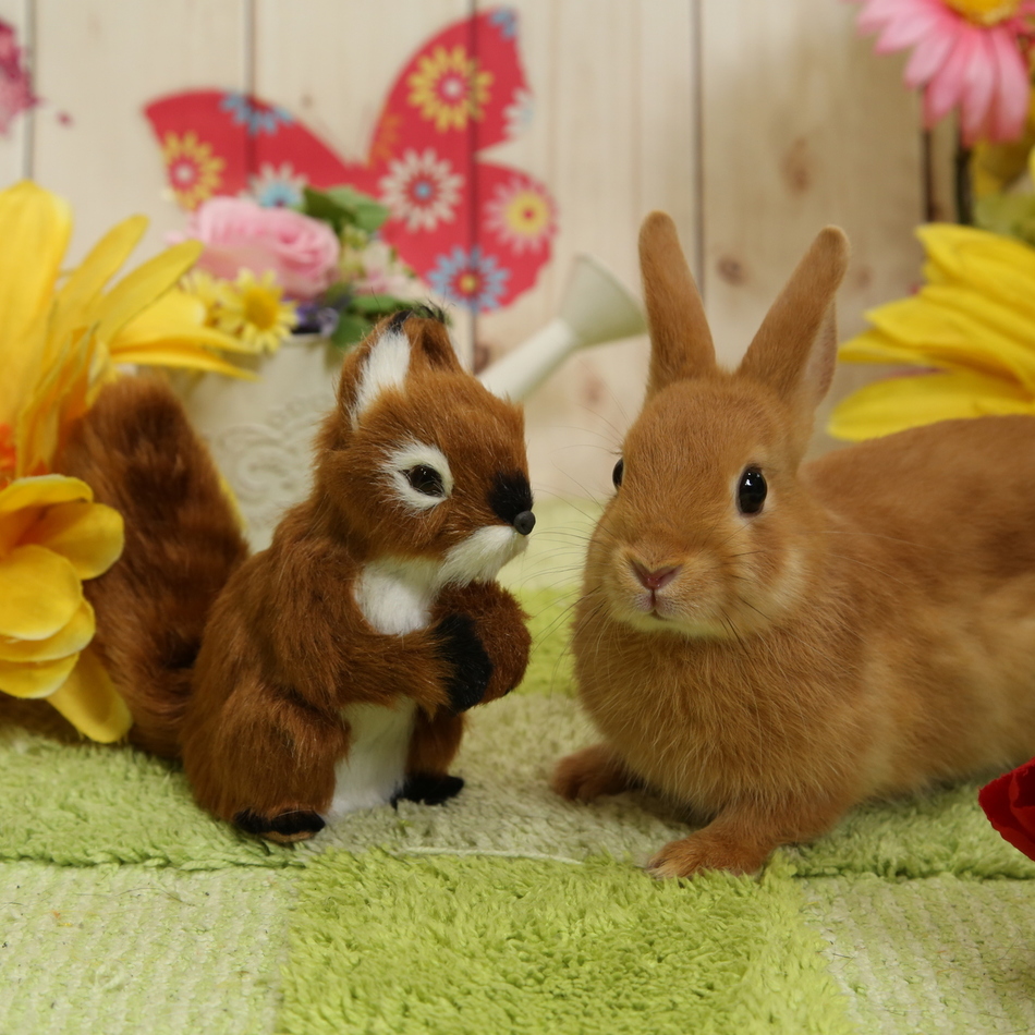 楓のカバー写真