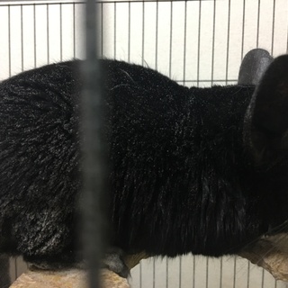 チンチラのペア