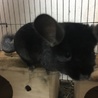 チンチラのペア サムネイル2