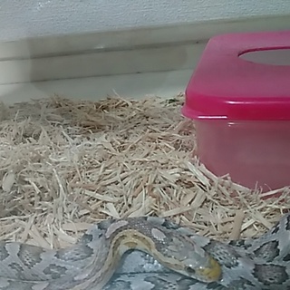 コーンスネーク　ラベンダー