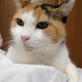 キュートな三毛猫ちゃん♪