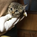 トラ柄模様の赤ちゃんの里親募集