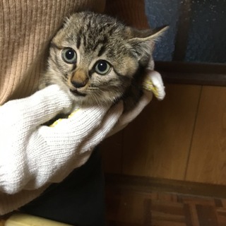 トラ柄模様の赤ちゃんの里親募集