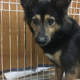 【決定】フワフワおとなしい男の子☆