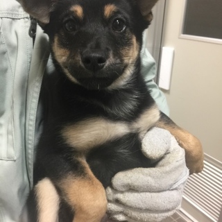 【決定】凛々しく可愛いブラタン♂☆