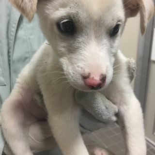 【決定】人懐っこい甘えん坊♂☆