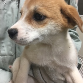 【決定】人間大好き甘えん坊♀♪