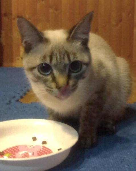 瞳がブルーのシャムトラ女の子 兵庫県 猫の里親募集 ペットのおうち 月間利用者150万人