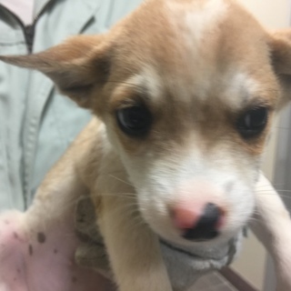 【決定】ミニミニおとなしい女の子♪