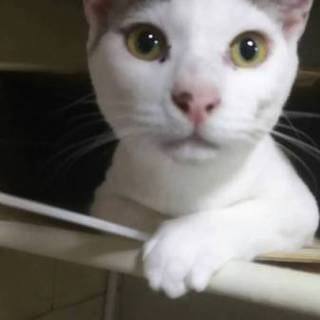 黒豆大福の里親募集