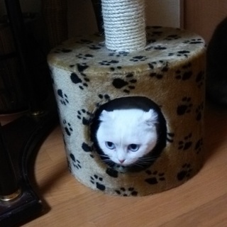 スコティッシュの女の子です