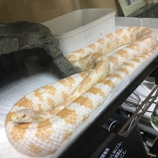 コーンスネーク(スノー)里親募集