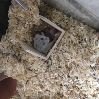 ジャンガリアンハムスター