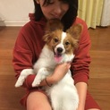7ヶ月の元気なパピヨンの男の子です∩^ω^∩