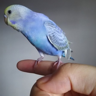 里親様決定しました。ありがとうございました！