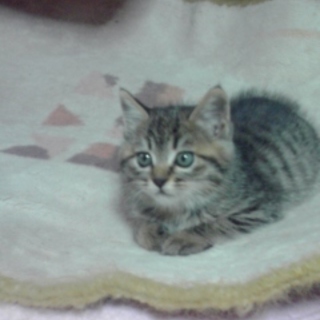 10月初め頃に産まれたキジトラちゃん