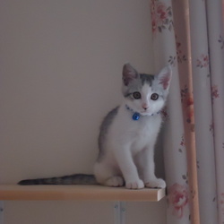 「予防接種2回目にて」サムネイル3