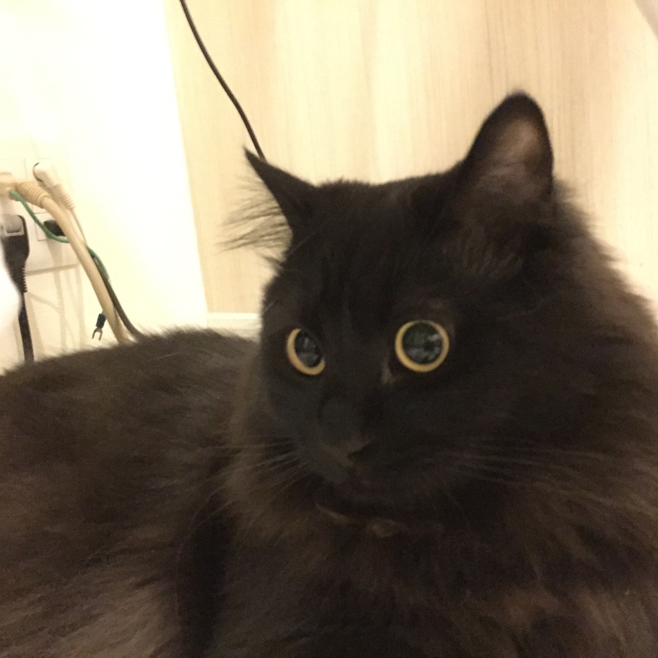 巌窟王(がんくつおう)のカバー写真