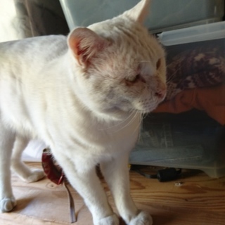 ノラ猫のオス白猫里親募集