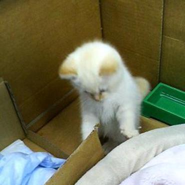 拾われた日のボクだにゃ～　その２