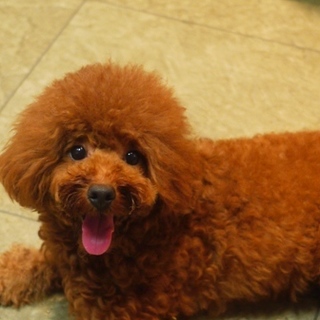 トイプードルの里親様を募集致します