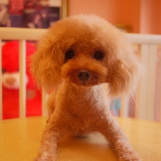 トイプードルの里親様を募集致します