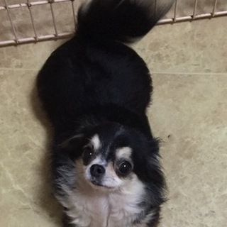 チワワの里親様を募集致します