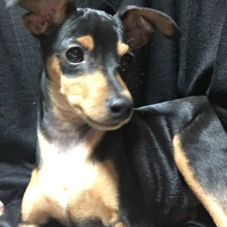 [相談中]1才Mピンシャー男の子
