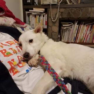 トイプーサイズの小さな白い女の子