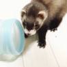フェレット　♂　1才2か月 サムネイル2